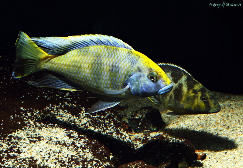 Nimbochromis venustus